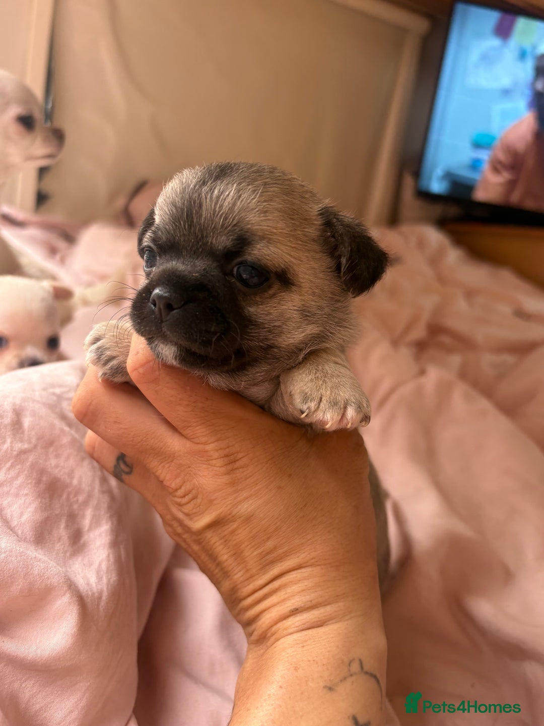 Chihuahua dogs for sale: Lovely blue fawn boy - Image 2