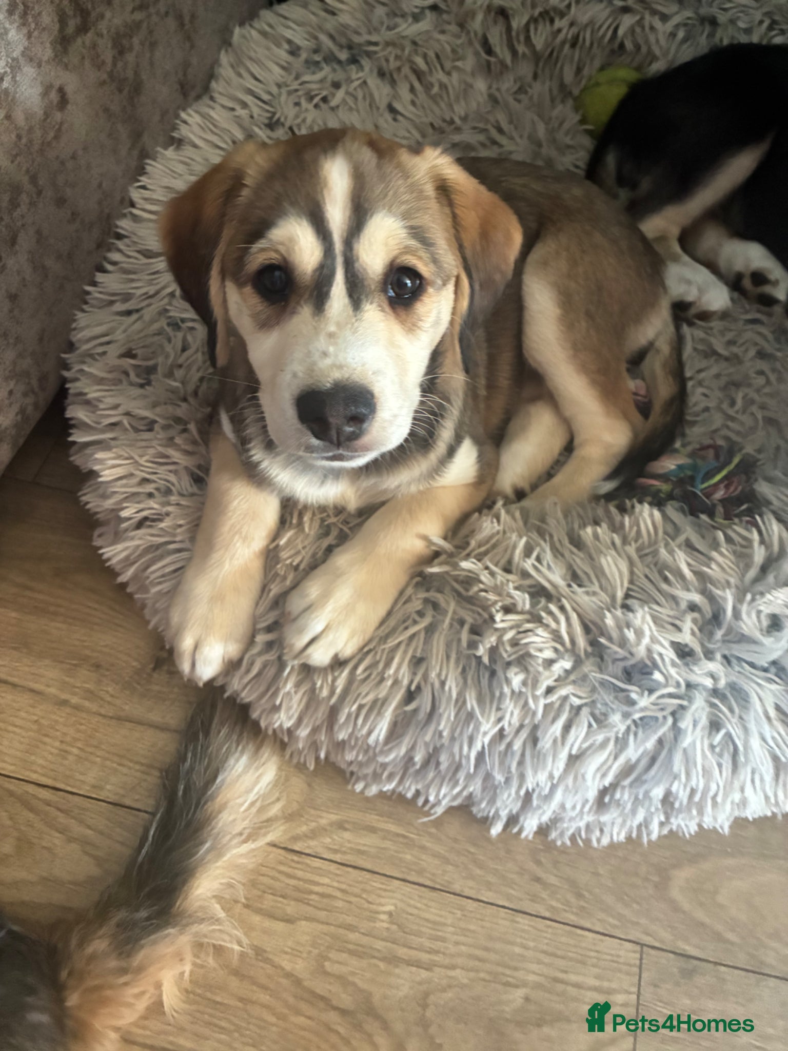 Mixed Breed dogs Cocker Spaniel x Siberian Husky Puppies - Advert 18