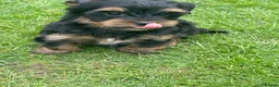 Yorkshire Terrier dogs for sale: York Terrier ,Black Tan - Advert 19