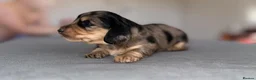 Miniature Dachshund dogs for sale: Miniature dachshund pups - Advert 4