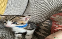 European cats for sale: Beautiful Tabby kittens  - Image 7