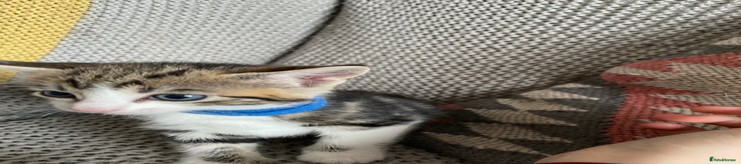 Patched Tabby_ Blue Collar