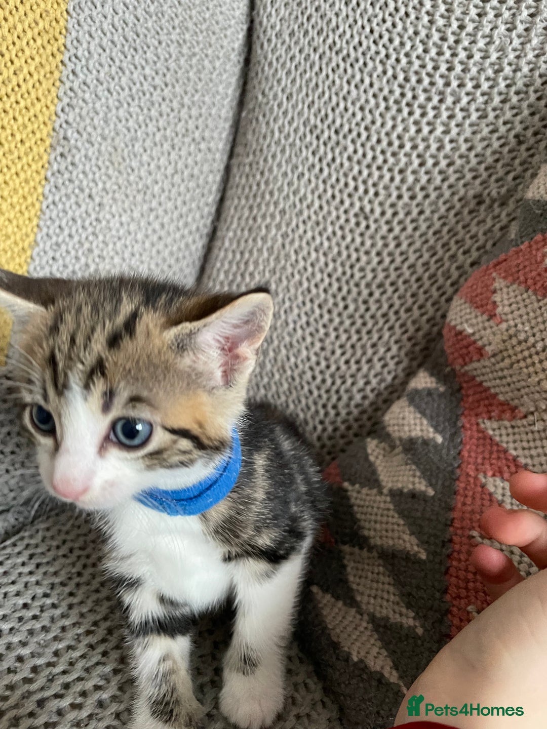 European cats for sale: Beautiful Tabby kittens  - Image 7
