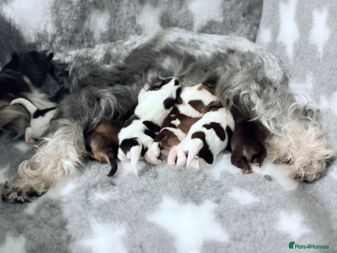 Miniature Schnauzer dogs for sale: Chocolate & Tan, Wheaten Parti Mini Schnauzers - Advert 1