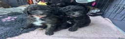 Australian Labradoodle dogs for sale: Home raised, DNA tested, Australian Labradoodles - Advert 9