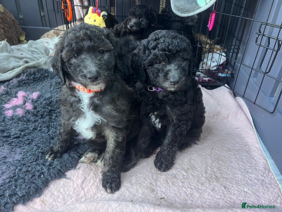 Australian Labradoodle dogs for sale: Home raised, DNA tested, Australian Labradoodles - Advert 9