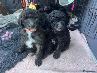Australian Labradoodle dogs Home raised, DNA tested, Australian Labradoodles - Advert 3