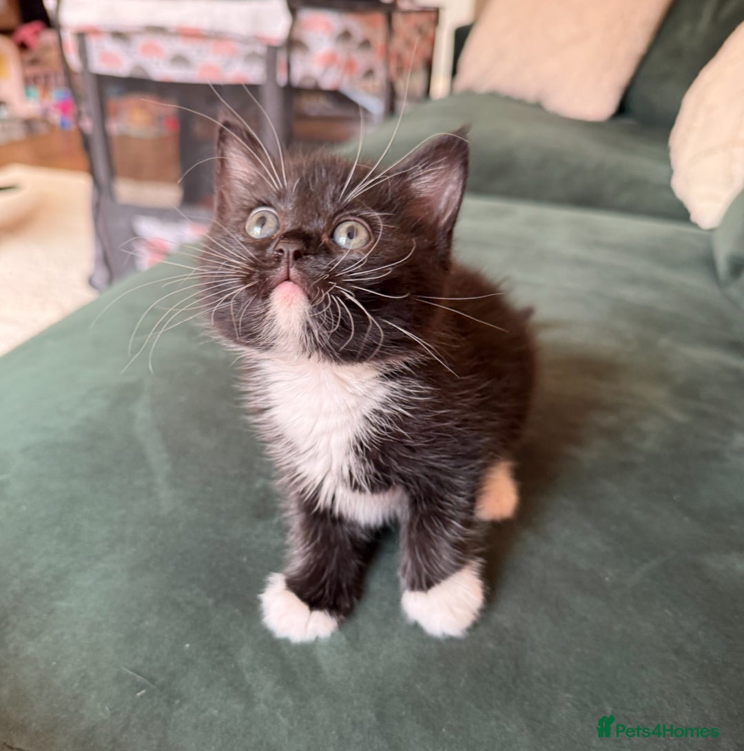 Mixed Breed cats for sale: Tuxedo X Bengal x Norwegian Forest X Scottish Fold - Image 5