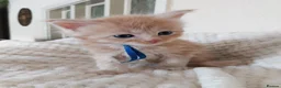 Maine Coon cats for sale: TICA Reg Maine Coon Kittens. Cream. Red. Tortie  - Advert 4