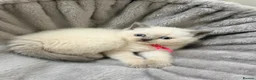 Ragdoll cats for sale: Beautiful Ragdoll Kittens 🐾 1 Boy & 2 Girls - Advert 4