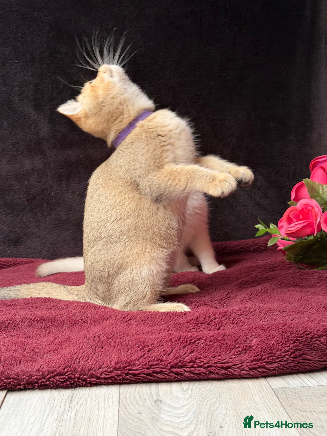 British Shorthair cats for sale: British shorthair kittens golden silver TICA - Image 11