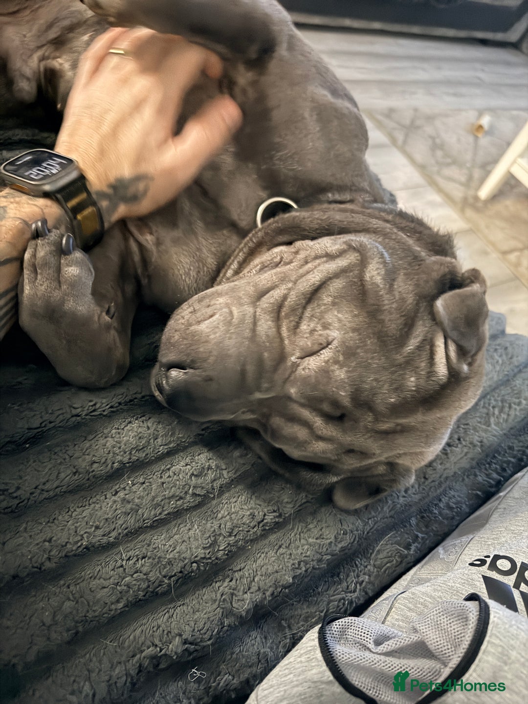 Mixed Breed dogs for sale: Beautiful cocker-Pei puppies - Advert 10