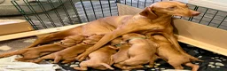 Hungarian Vizsla dogs for sale: Pedigree KC Hungarian Vizsla Pups For Sale in Haverfordwest - Advert 1