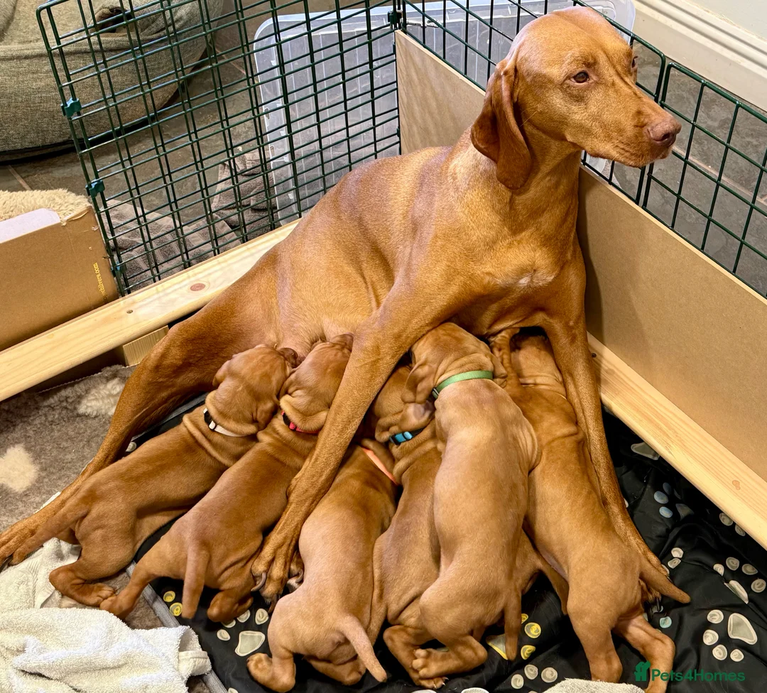 Hungarian Vizsla dogs for sale: Pedigree KC Hungarian Vizsla Pups For Sale in Haverfordwest - Advert 1