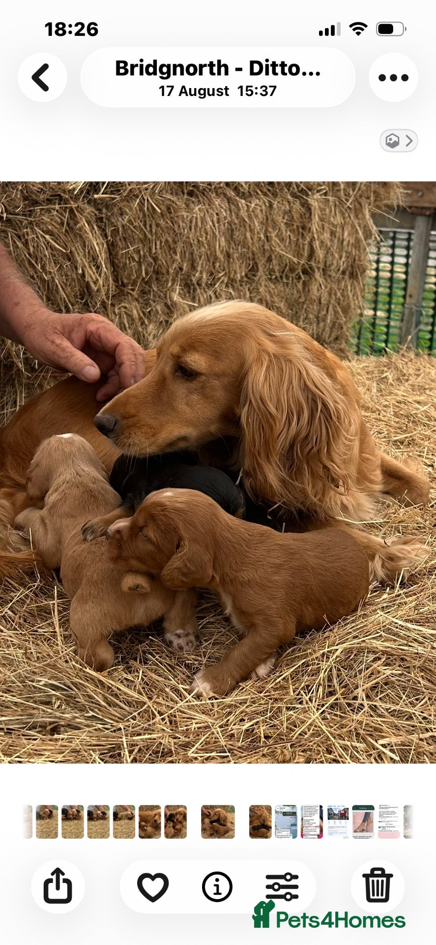 Cocker Spaniel dogs KC Reg litter of gorgeous Working Cocker Spaniels  - Advert 1