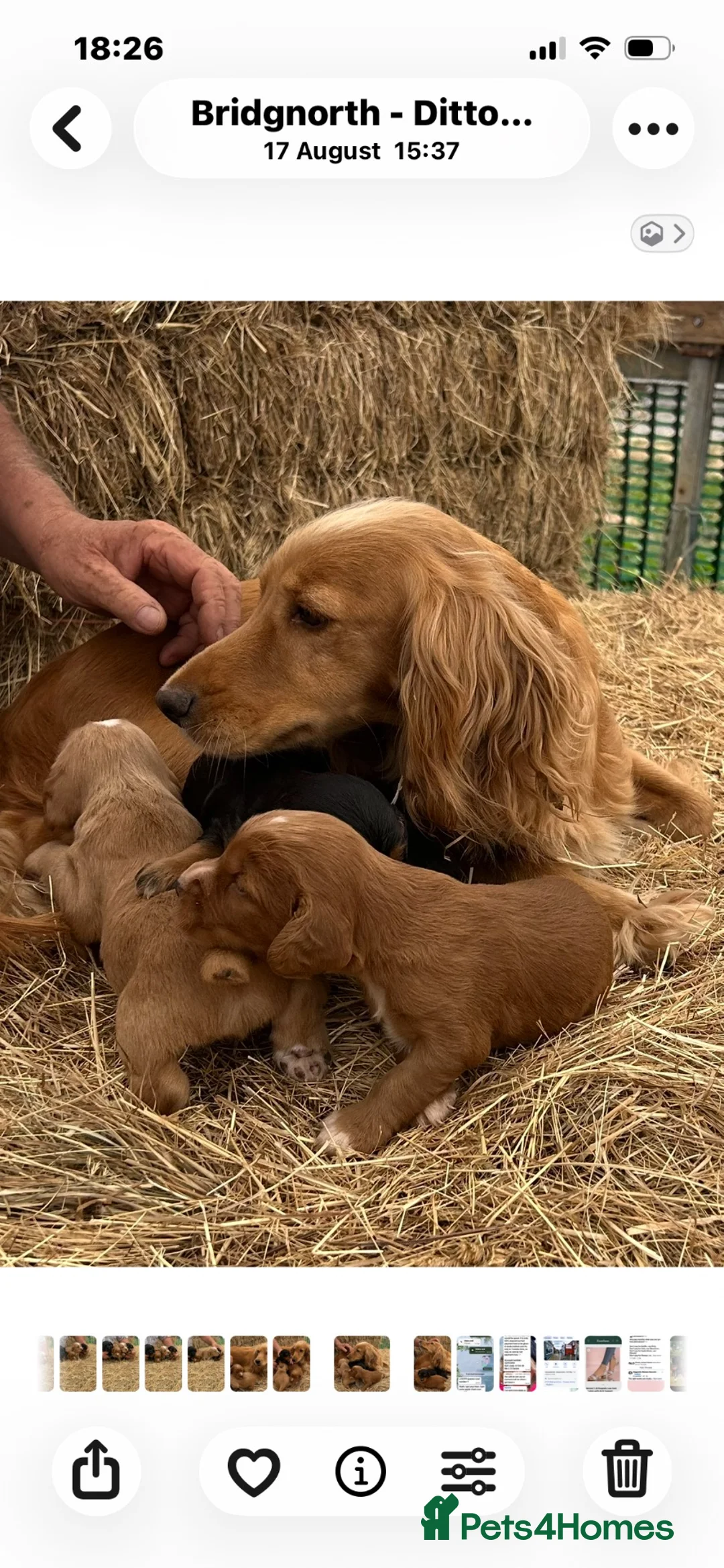 Cocker Spaniel dogs for sale: KC Reg litter of gorgeous Working Cocker Spaniels  - Advert 1