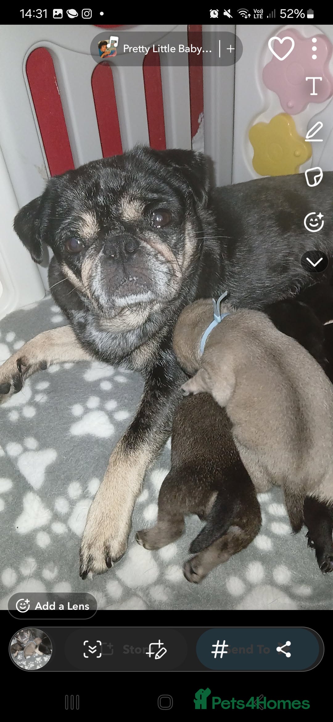 Pug dogs for sale: Pug puppies 🐶  - Image 20