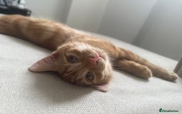 Domestic Shorthair cats for sale: 15 week old Kitten - Image 9