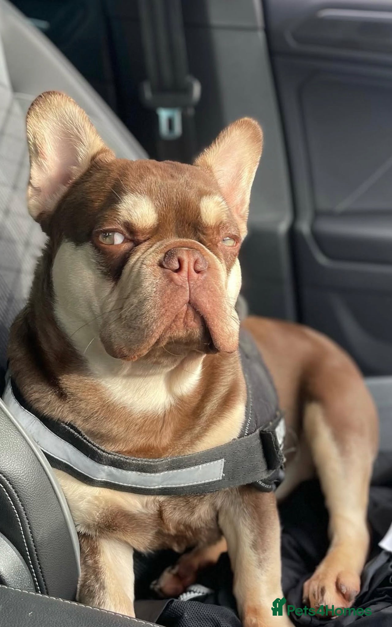 French Bulldog dogs for stud: Rojo and tan carrying fluffy boy - Advert 2