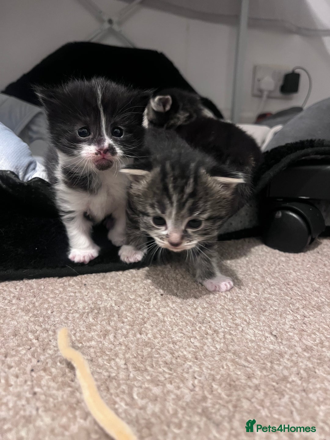 Mixed Breed cats for sale: 4 beautiful kittens 2 female 2 male - Advert 6