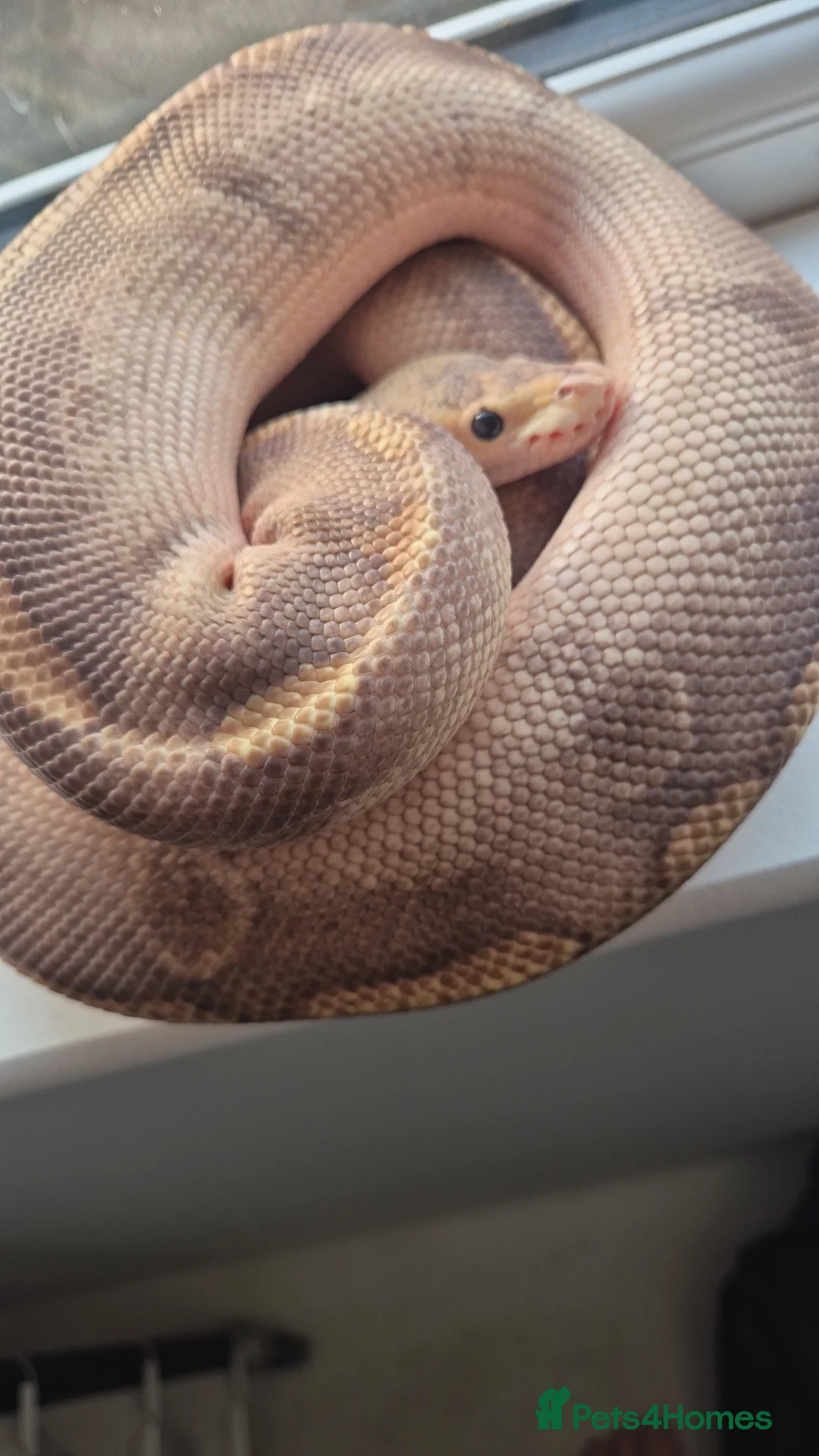 Python Snake reptiles for sale: Royal / Ball Pythons For Sale - Advert 2