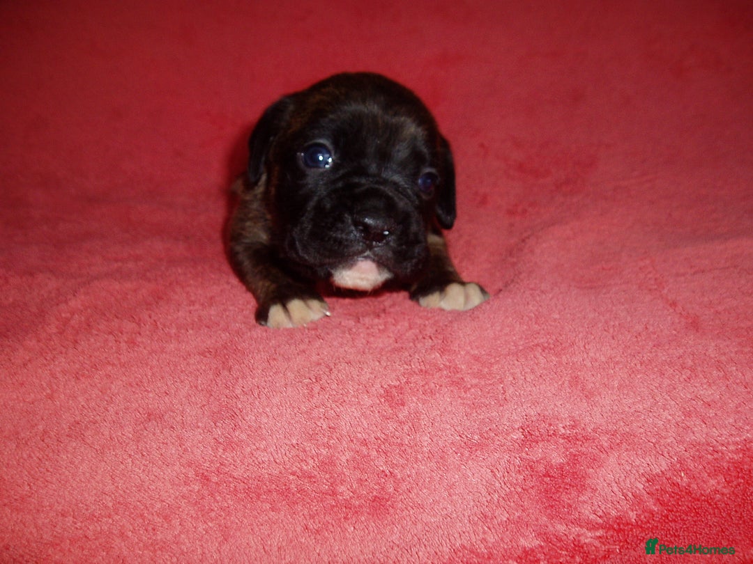 Boxer dogs for sale: Health Tested COI 1.5% KC Registered - Image 37