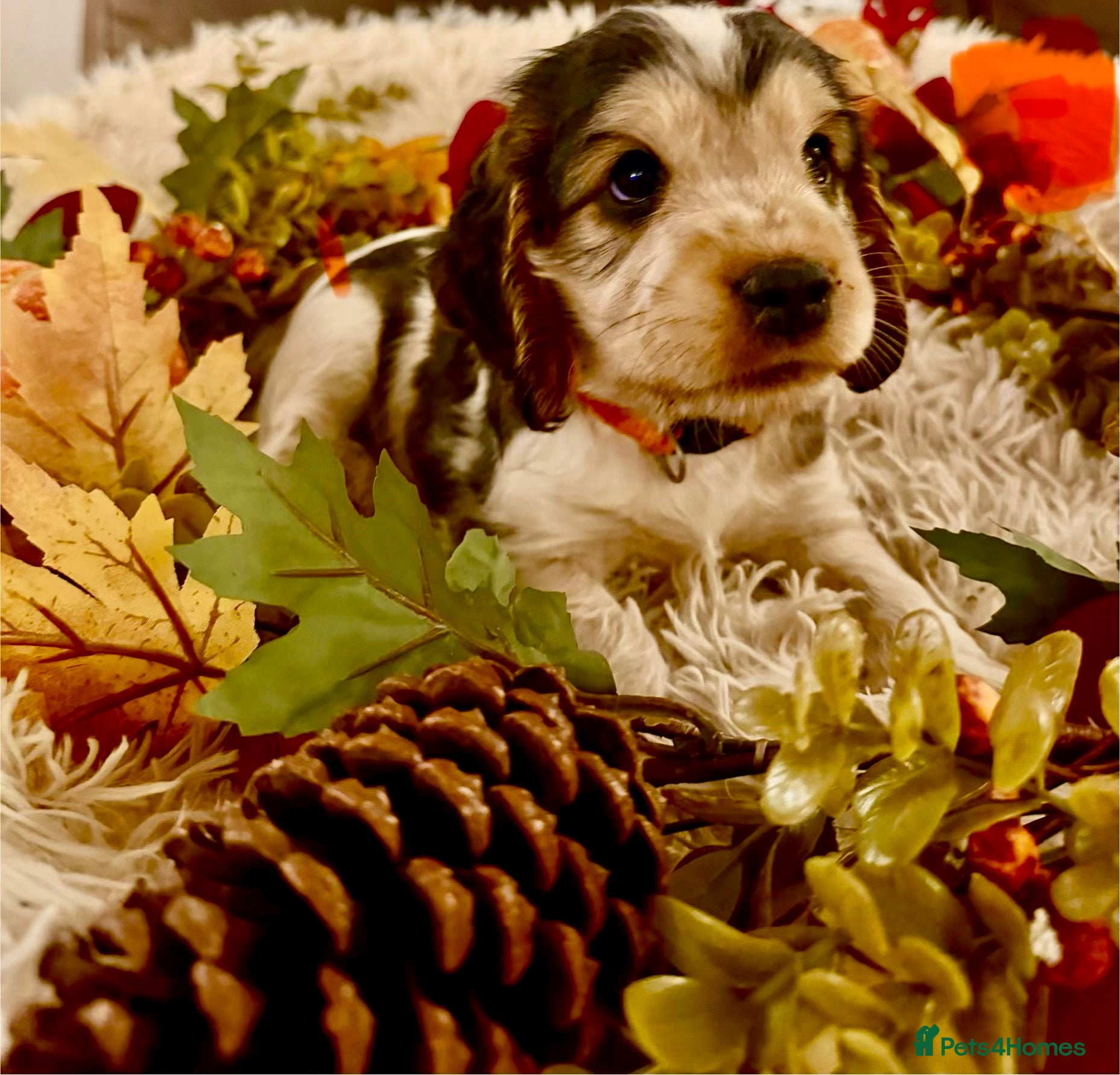 Cocker Spaniel dogs SHOW TYPE COCKER SPANIELS **READY NOW** - Advert 17