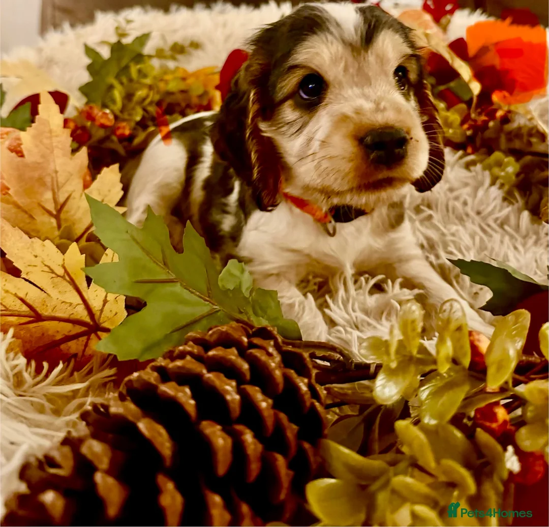 Cocker Spaniel dogs for sale: Show type cocker spaniels ready soon - Advert 2