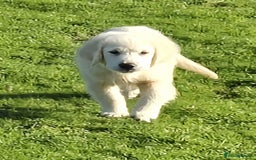Golden Retriever dogs for sale: Gorgeous golden retriever male puppy - Advert 6