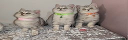 British Shorthair cats for sale: 🏆 Pedigree Silver British Shorthair Kittens 🏆 - Advert 7