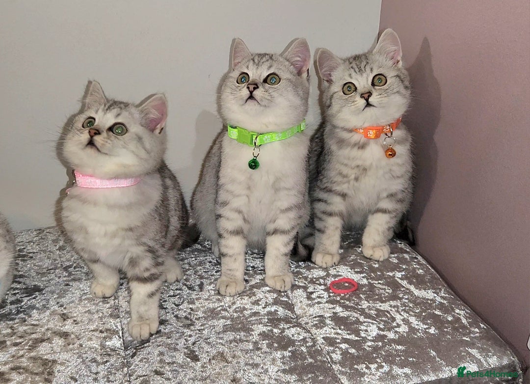 British Shorthair cats for sale: 🏆 Pedigree Silver British Shorthair Kittens 🏆 - Advert 7