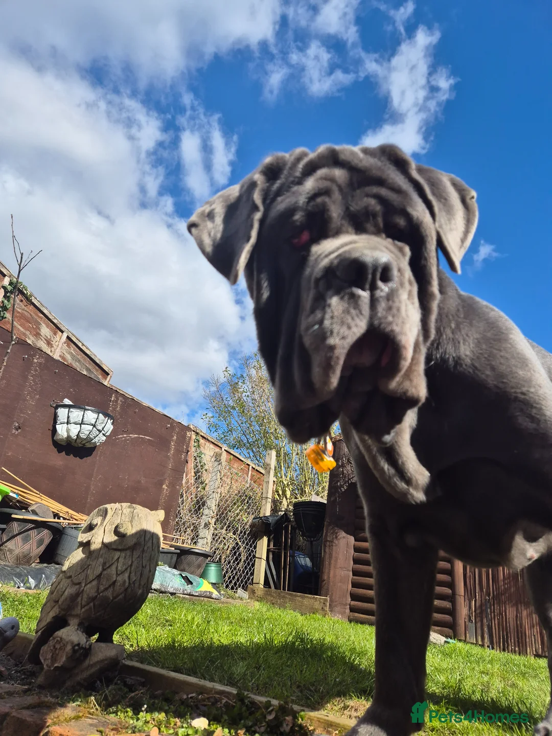 Neapolitan Mastiff dogs for sale: Neopolitan mastiff 2 years old  - Advert 2