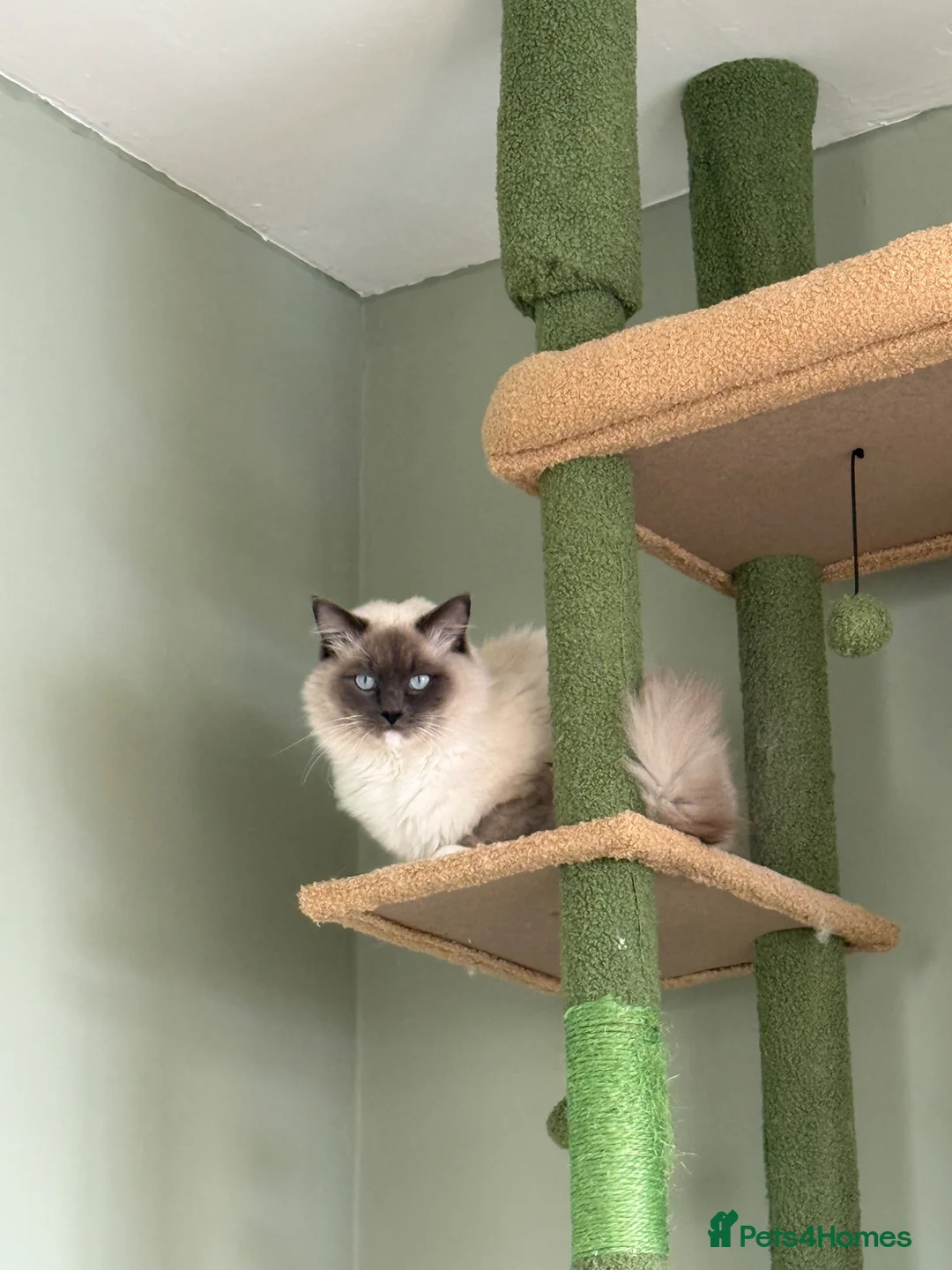 Ragdoll cats for sale: Male Ragdoll - Advert 2