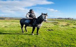 Hungarian warmblood horses for sale: Super 7 yr old mare (Hungarian import) - Image 5