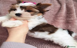 Yorkshire Terrier dogs for sale: Very Beautiful puppies, pure yorkshire terriers  - Advert 17