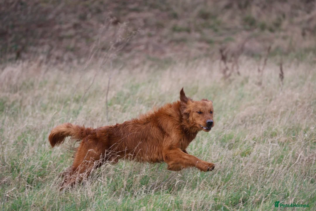 Golden Retriever dogs for stud: Beautiful USA imported Golden retriever for stud - Advert 7