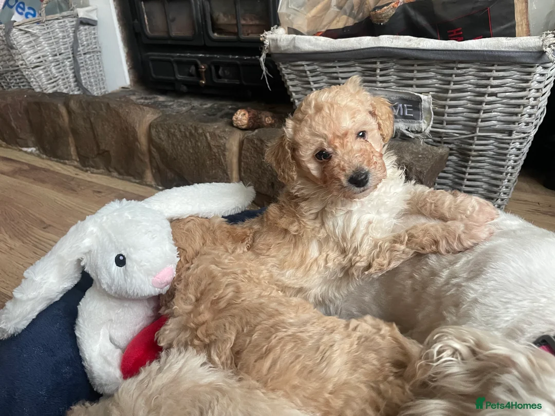 Cockapoo dogs for sale: F1B COCKAPOO PUPPY  - Advert 3