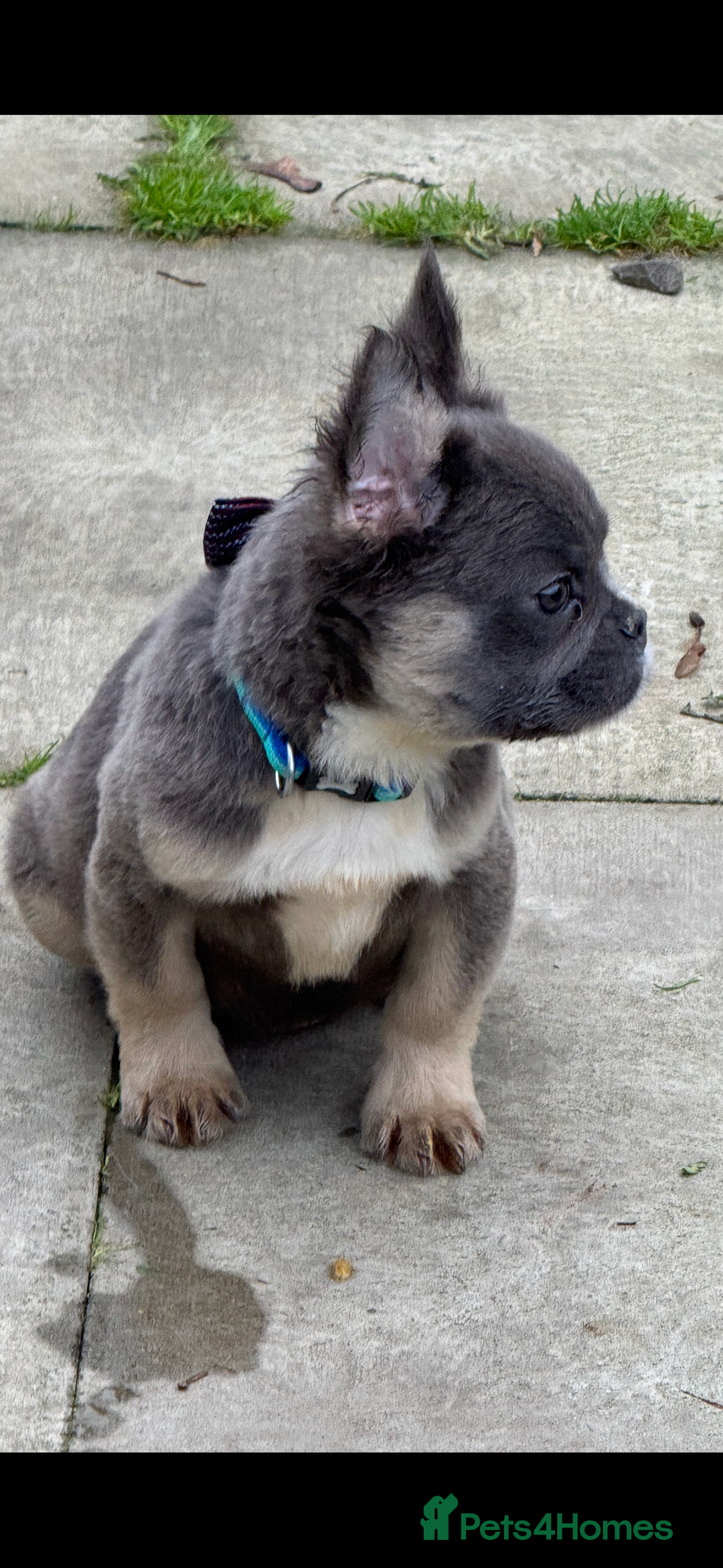 French Bulldog dogs for sale: Beautiful fluffy/ fluffy carrier Frenchie pups  - Advert 14
