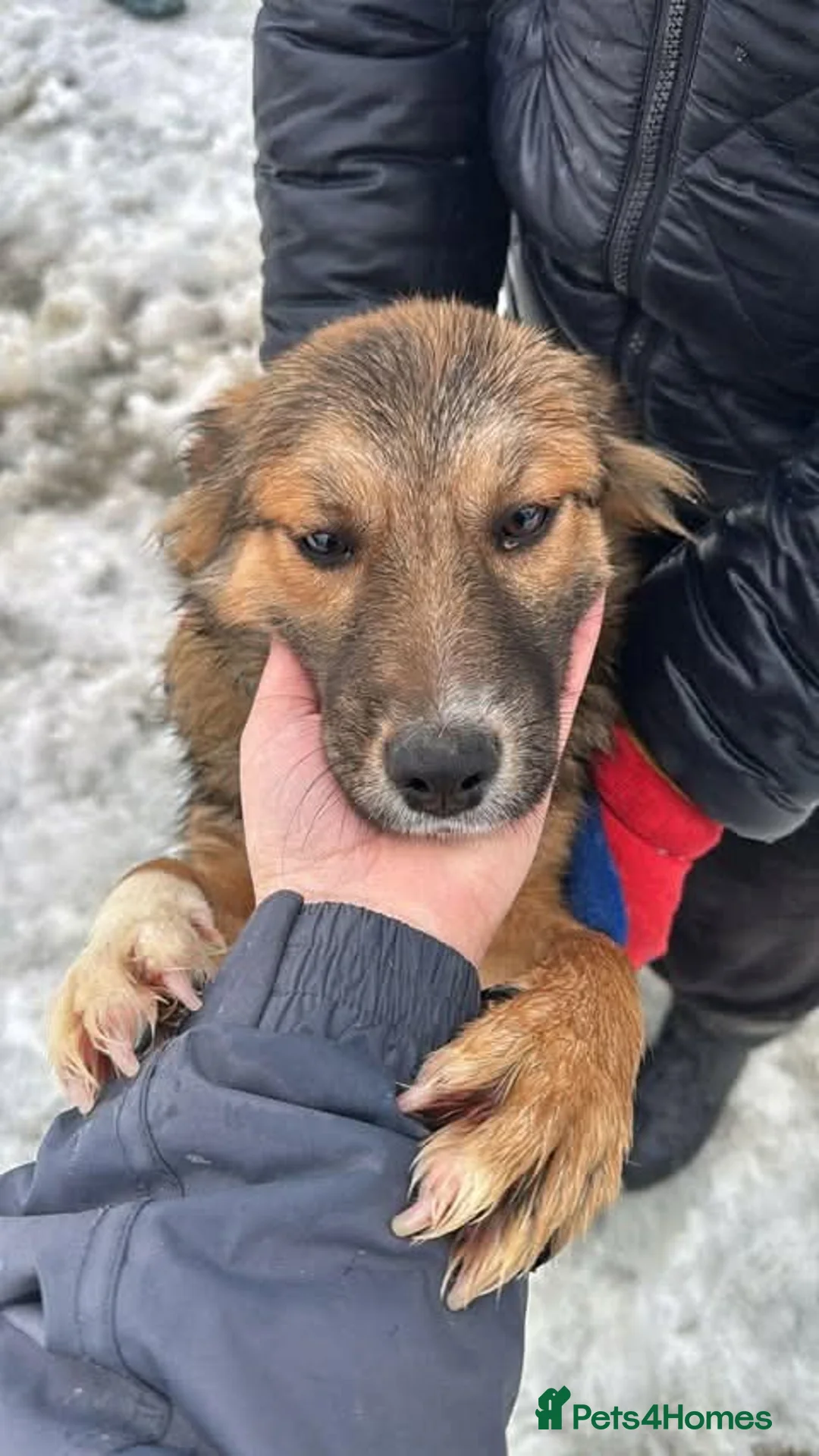 Mixed Breed dogs for adoption: Meet Twix, currently residing in Cheshire  in Nantwich - Advert 2