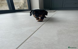 Miniature Dachshund dogs for sale: One beautiful Beautiful girl left  💜🐶  - Image 27