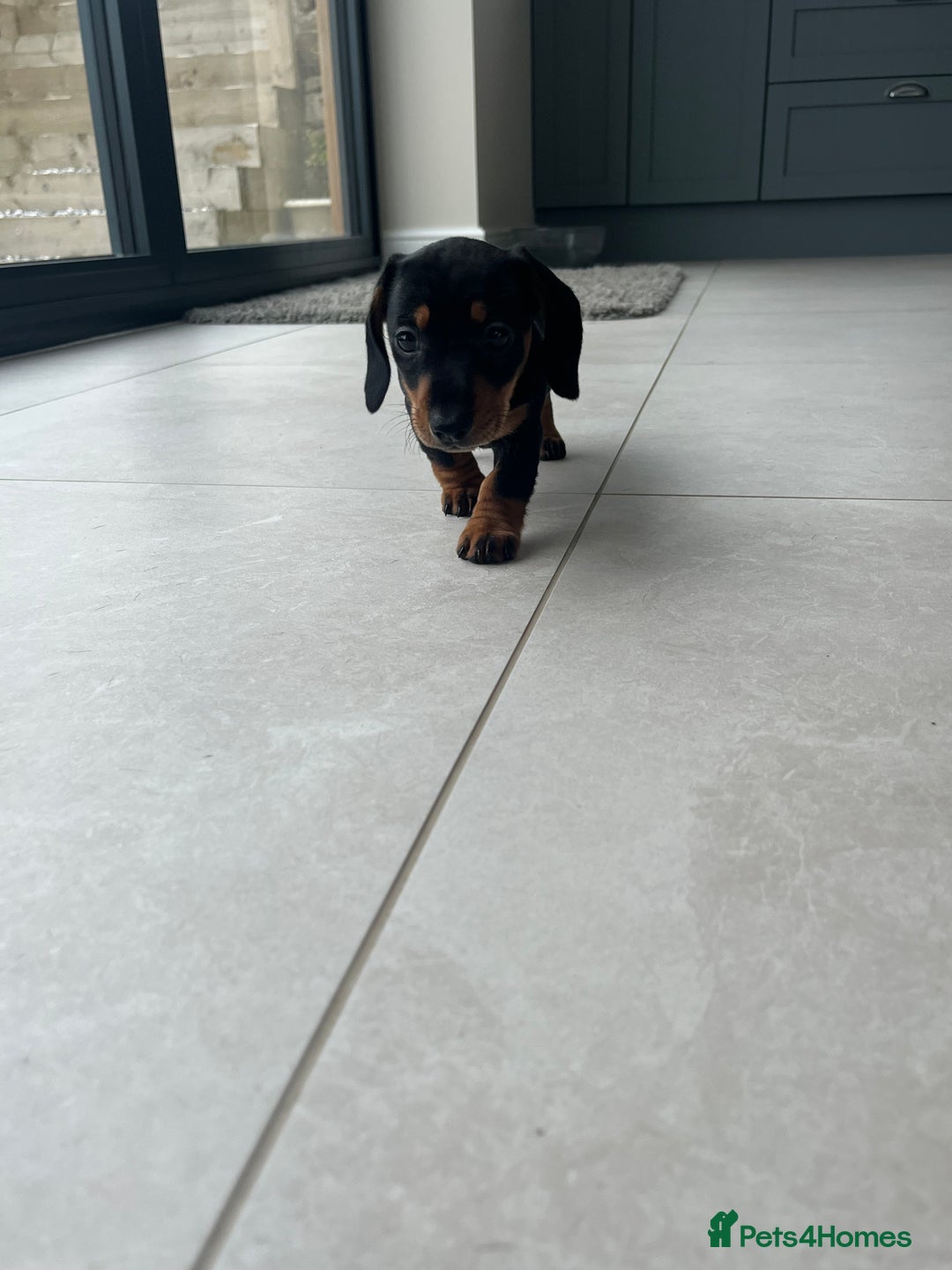 Miniature Dachshund dogs for sale: One beautiful Beautiful girl left  💜🐶  - Image 27