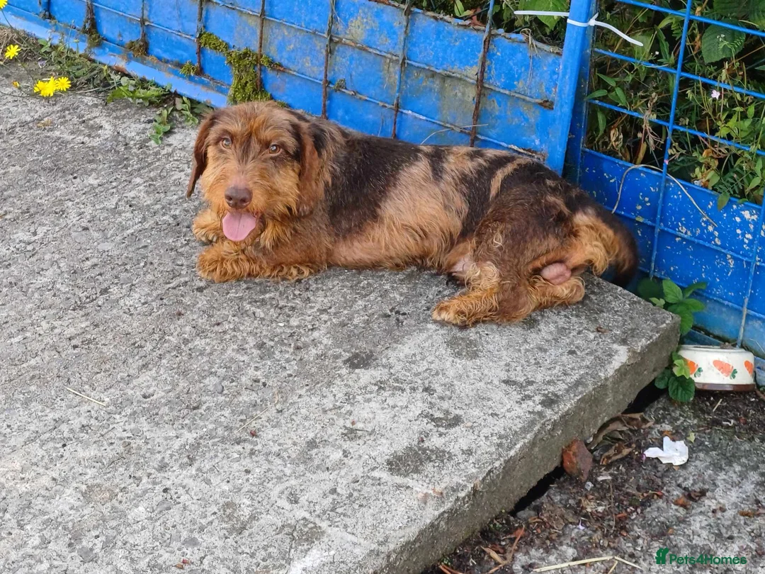 Dachshund dogs for stud: Standard wirehaired dachshund STUD in Abertillery - Advert 1