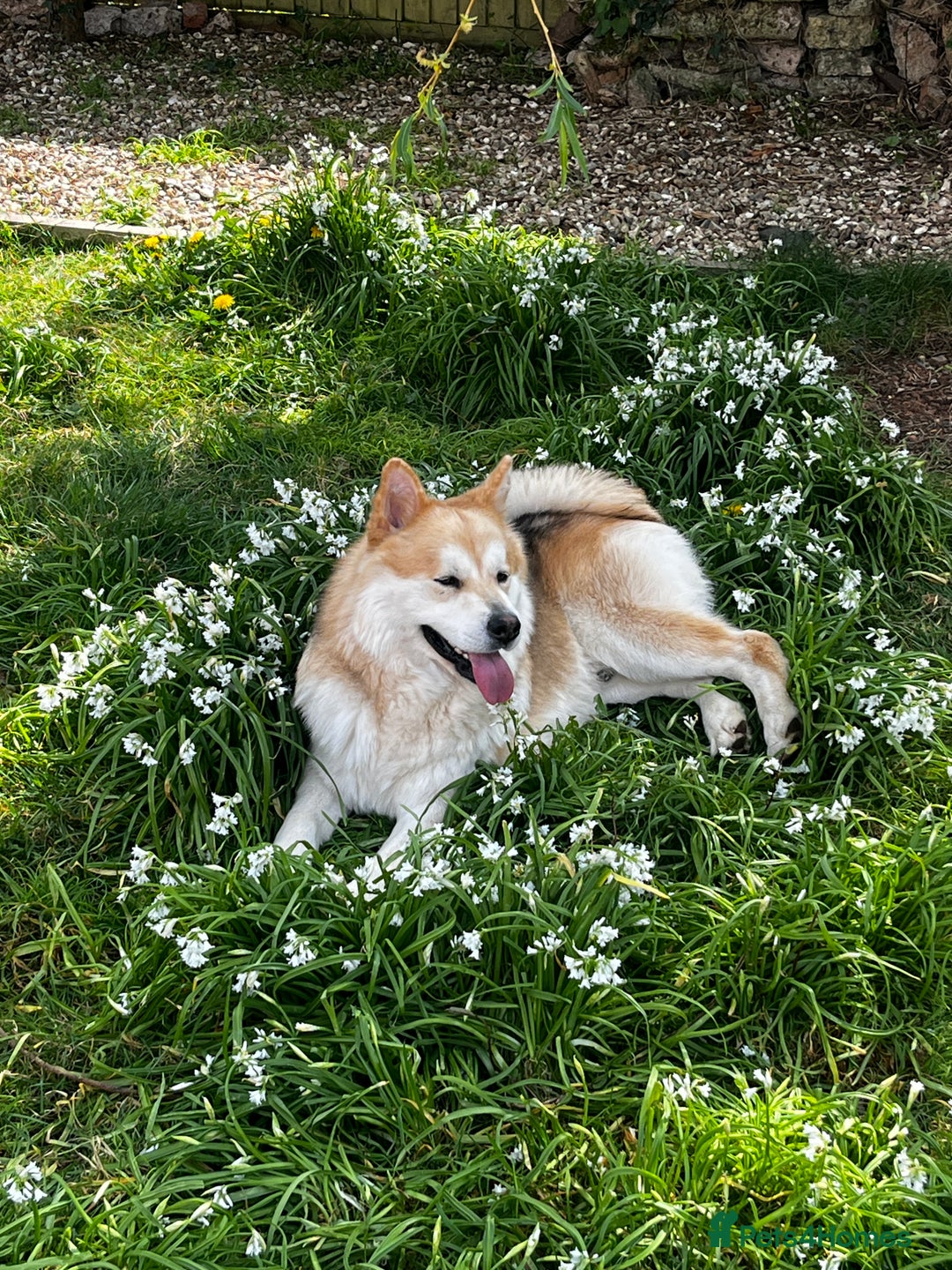 Mixed Breed dogs for stud: Loki -stud only  - Advert 4