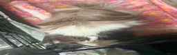 Guinea Pig rodents for sale: Male guinea pig in Rochdale - Advert 2