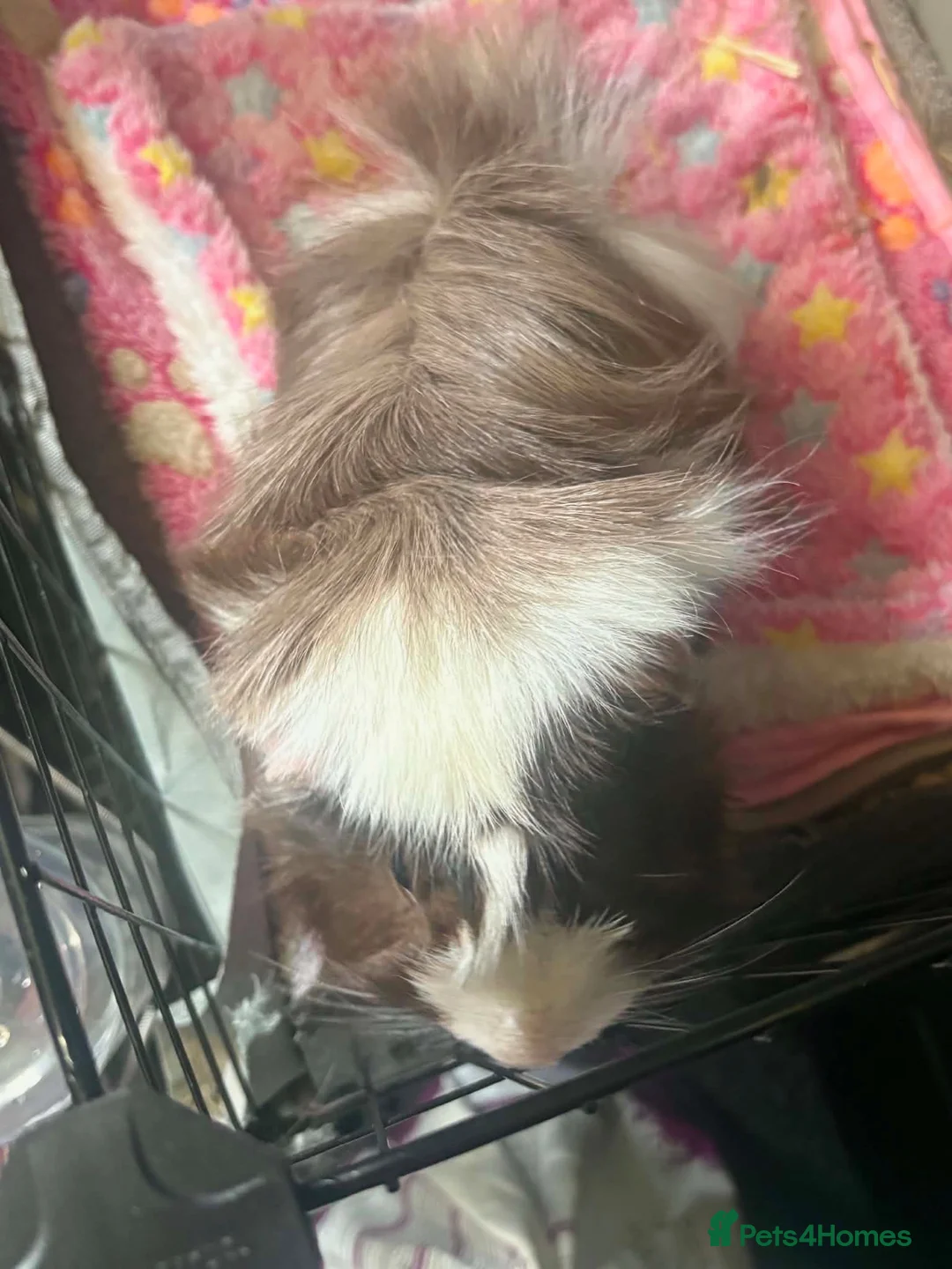 Guinea Pig rodents for sale: Male guinea pig in Rochdale - Advert 2