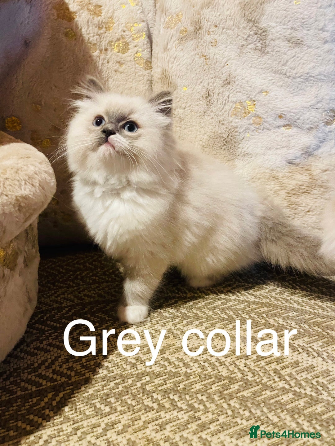 Ragdoll cats for sale: Ragdoll kittens ready 28th Jan  - Advert 15