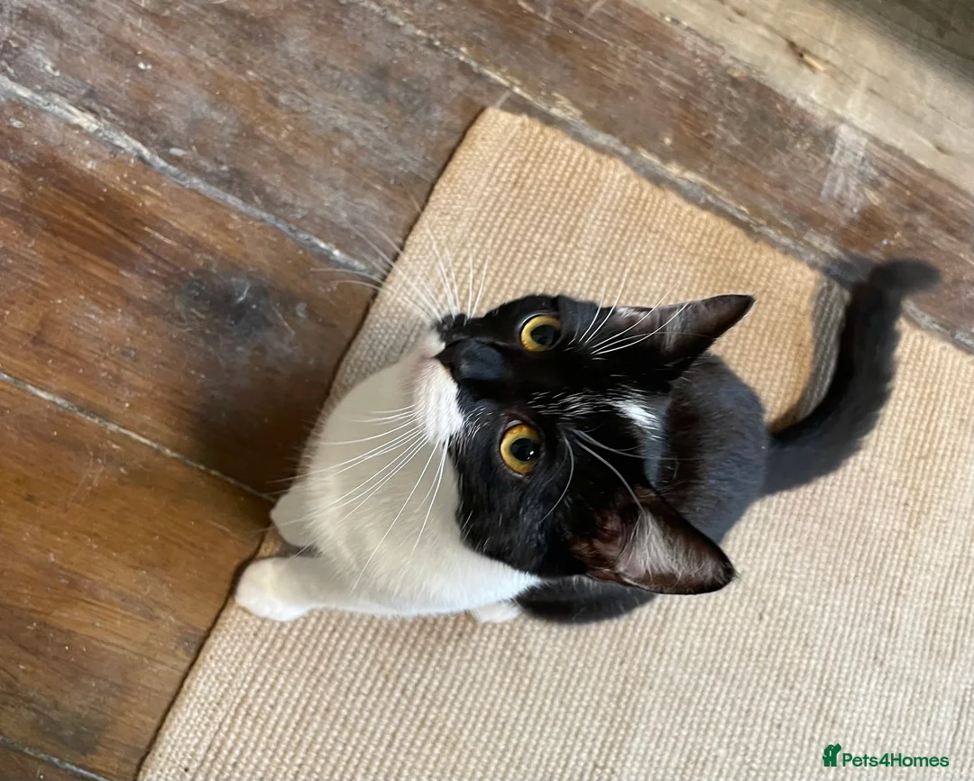 Domestic Shorthair cats for adoption: Chilli and Pepper, 8 month old sisters  in Basingstoke - Advert 6