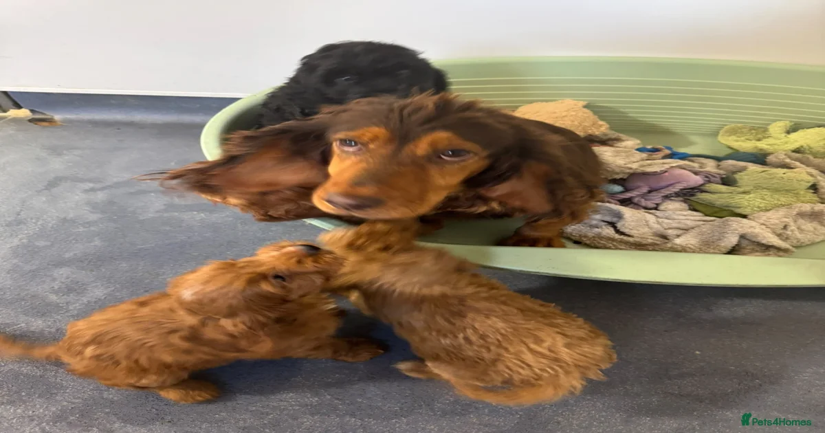 Beautiful Cockapoo Puppies Available! 🐾 for sale in Stoke-on-Trent ...