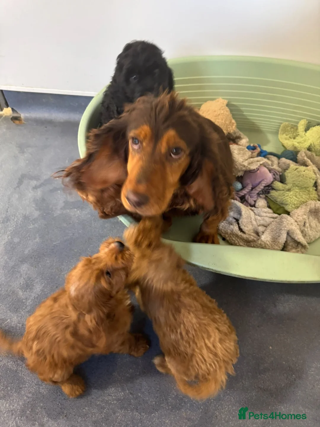 Cockapoo dogs for sale: Beautiful Cockapoo Puppies Available! 🐾 in Stoke-on-Trent - Advert 1