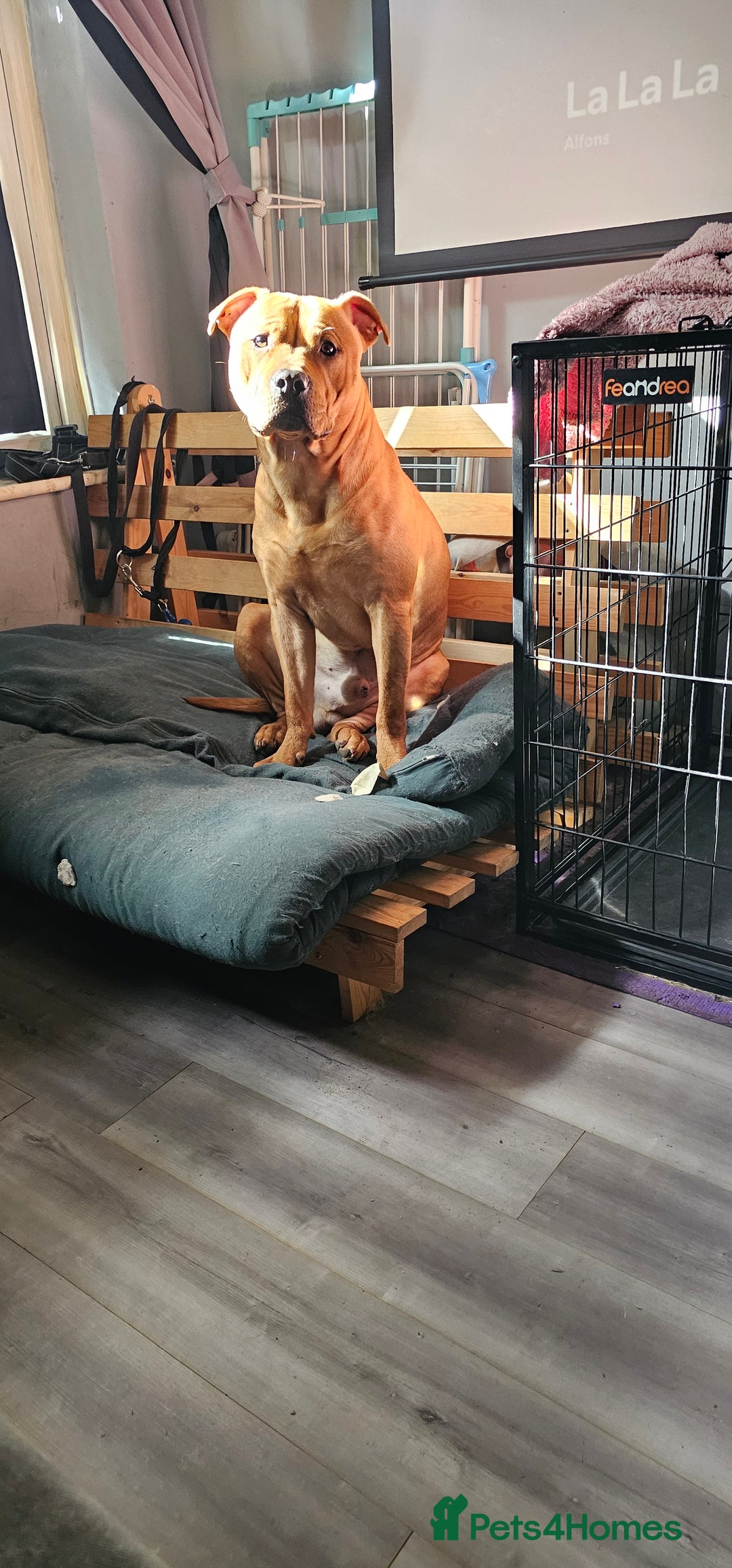 Mixed Breed dogs for sale: Bear the big cuddly goof - Advert 3